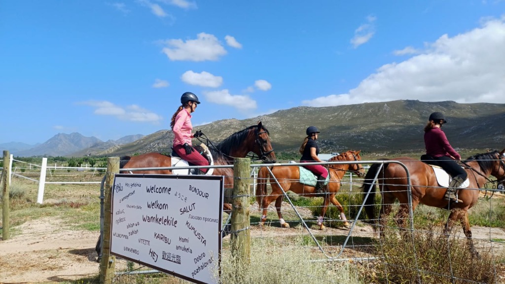 Professional riding school coaching show jumping, dressage, showing, and equitation